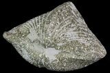 Pyrite Replaced Brachiopod (Paraspirifer) - Ohio #89715-1